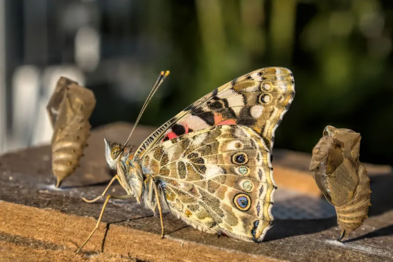 Coming Out of the Cocoon: How to Step Into Your Transformed Self Without Apology
