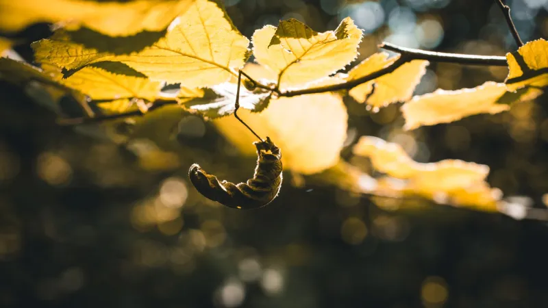 Tight by Design: What the Chrysalis Can Teach You About Sitting With Discomfort